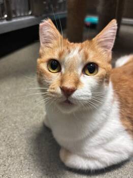 Sweet Pea -  Domestic Short Hair Cat for Adoption in Burnaby, British Columbia - Sweet Pea | PetCurious