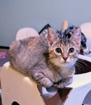 Amaretto -  Domestic Short Hair Cat for Adoption in San Antonio, Texas - Amaretto | PetCurious