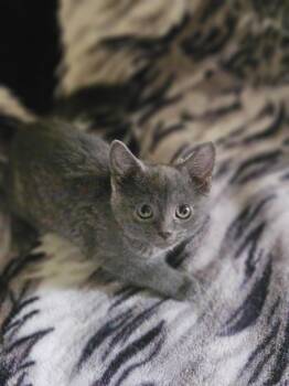 Maisey and Daisey -  Domestic Short Hair Cat for Adoption in Charlotte, North Carolina - Maisey And Daisey | PetCurious