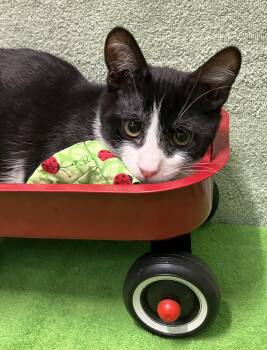Finnick -  Domestic Short Hair Cat for Adoption in Dublin, Ohio - Finnick | PetCurious