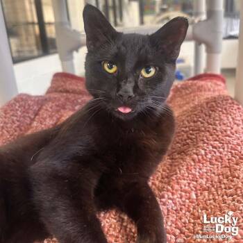 Domestic Short Hair Cats Available for Adoption in Washington, District Of Columbia - Bear | PetCurious