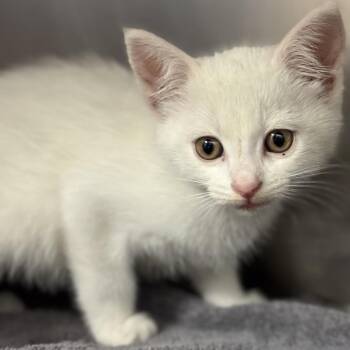 Tomas -  Domestic Medium Hair Cat for Adoption in Goleta, California - Tomas | PetCurious