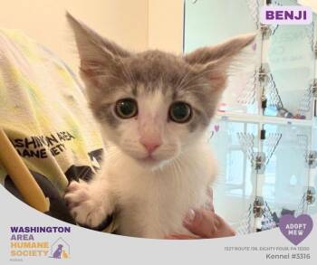 Benji -  Domestic Short Hair Cat for Adoption in Eighty Four, Pennsylvania - Benji | PetCurious