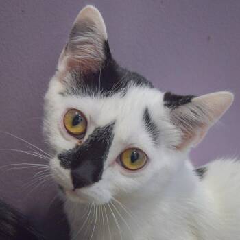 Cream Puff -  Domestic Short Hair Cat for Adoption in Huntley, Illinois - Cream Puff | PetCurious