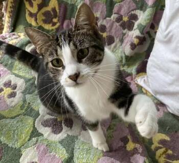 Domestic Medium Hair Cats Available for Adoption in Calera, Alabama - Lucia | PetCurious