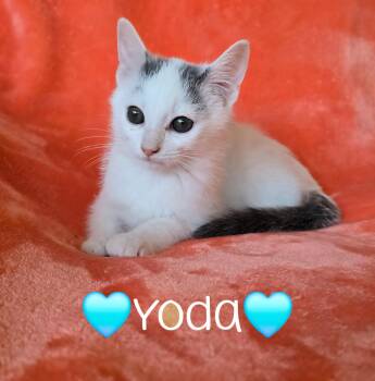Rescue Domestic Short Hair Cats for Adoption in Copley, Ohio - Yoda | PetCurious