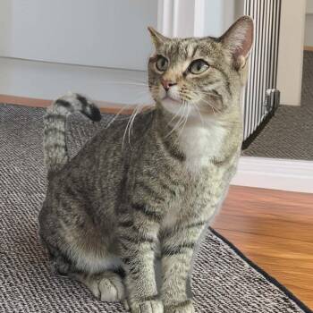 Domestic Short Hair Cats Available for Adoption - Sweet Tabitha Cat OS NV | PetCurious