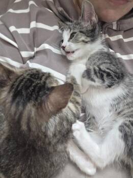 Domestic Short Hair Cats Available for Adoption in Chicago, Illinois - Dahlia | PetCurious
