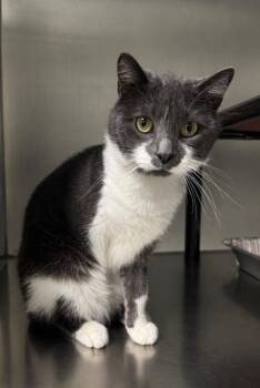 Daryl -  Domestic Short Hair Cat for Adoption in Fort Lupton, Colorado - Daryl | PetCurious