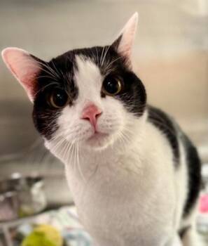 Domestic Short Hair Cats Available for Adoption - Peaches | PetCurious