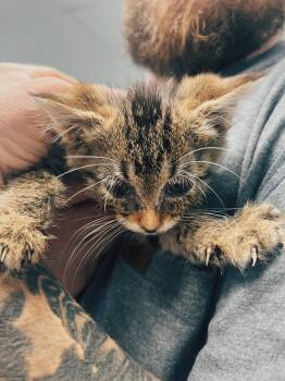 Pebble -  Domestic Medium Hair Cat for Adoption in Okmulgee, Oklahoma - Pebble | PetCurious