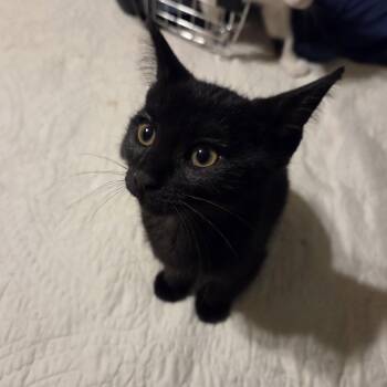 Rocky -  Domestic Short Hair Cat for Adoption in New Berlin, Wisconsin - Rocky | PetCurious