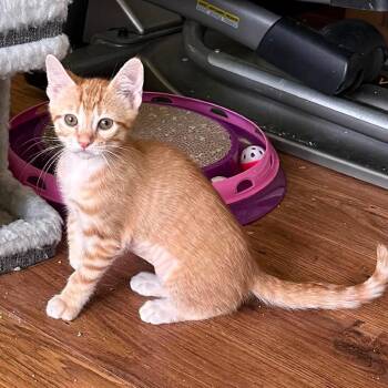 Missy Marigold -  Domestic Short Hair Cat for Adoption in Williston, Florida - Missy Marigold | PetCurious