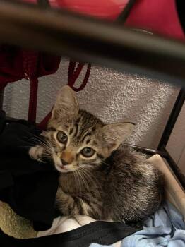 Sunflower -  Domestic Short Hair Cat for Adoption in Scottsdale, Arizona - Sunflower | PetCurious