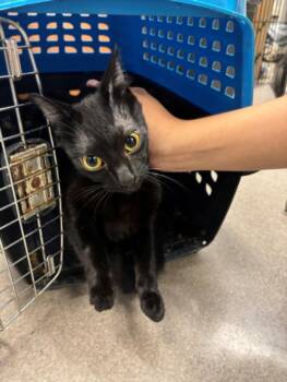 A143006 -  Domestic Medium Hair Cat for Adoption in Burbank, California - A143006 | PetCurious