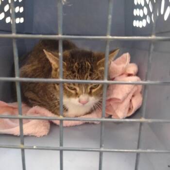 Scout -  Domestic Short Hair Cat for Adoption in Philadelphia, Pennsylvania - Scout | PetCurious