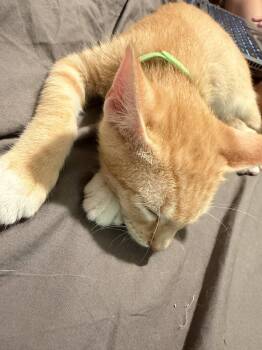 Chandler ( EE) -  Tabby Cat for Adoption in Napa, California - Chandler ( EE) | PetCurious