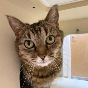 Celia -  Domestic Short Hair Cat Available for Adoption - Celia | PetCurious