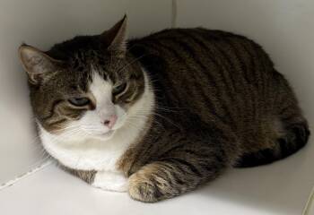 Sumit -  Domestic Short Hair Cat for Adoption in Mansfield, Connecticut - Sumit | PetCurious