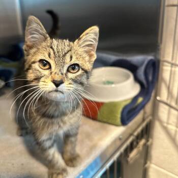 Domestic Short Hair Cats Available for Adoption in Matteson, Illinois - Baylen | PetCurious