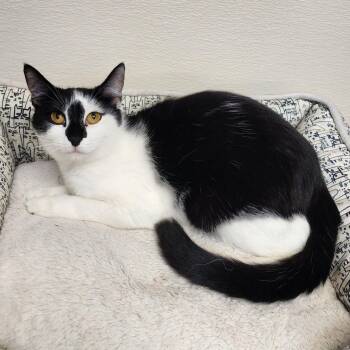 Rescue Tuxedo and Domestic Short Hair Cats for Adoption in Greensboro, North Carolina - Robin | PetCurious