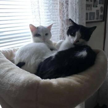 Domestic Short Hair Cats Available for Adoption - CASEY/ELLIE | PetCurious