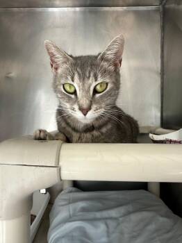 Artemisia -  Domestic Short Hair Cat for Adoption in Pomona, New York - Artemisia | PetCurious