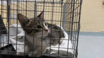 CAPTIAN -  Domestic Short Hair Cat for Adoption in Tulsa, Oklahoma - CAPTIAN | PetCurious