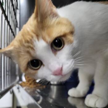 Domestic Short Hair Cats Available for Adoption in Idaho Falls, Idaho - Percy | PetCurious