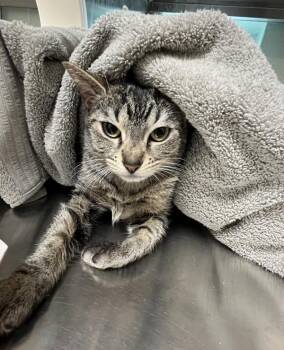 Zumba -  Domestic Short Hair Cat for Adoption in Stratham, New Hampshire - Zumba | PetCurious
