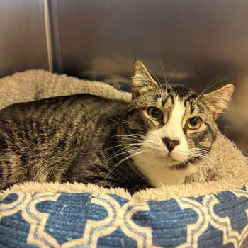 Domestic Medium Hair Cats Available for Adoption in Chehalis, Washington - Tippy | PetCurious