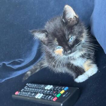 Haha -  Domestic Short Hair Cat for Adoption in San Antonio, Texas - Haha | PetCurious