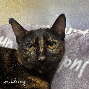 Aunt Frances -  Domestic Short Hair Cat for Adoption in Cheyenne, Wyoming - Aunt Frances | PetCurious