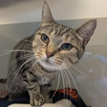 Good Humor -  Domestic Short Hair Cat for Adoption in Chicago, Illinois - Good Humor | PetCurious
