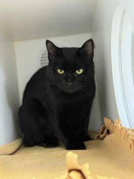 Rescue Domestic Short Hair Cats for Adoption in Othello, Washington - Kulmer | PetCurious