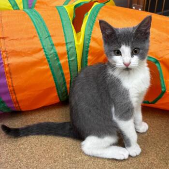 Odie -  Domestic Short Hair Cat Available for Adoption in Corpus Christi, Texas - Odie | PetCurious