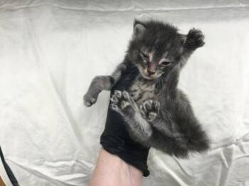 A1927952 -  Domestic Short Hair Cat for Adoption in Thousand Palms, California - A1927952 | PetCurious