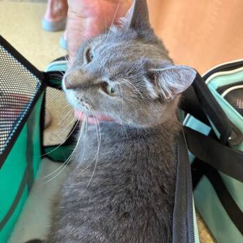 Pickles -  Domestic Short Hair Cat for Adoption in Gloucester, Virginia - Pickles | PetCurious