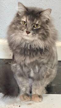 Fluff Monster -  Siamese Cat for Adoption in New Braunfels, Texas - Fluff Monster | PetCurious