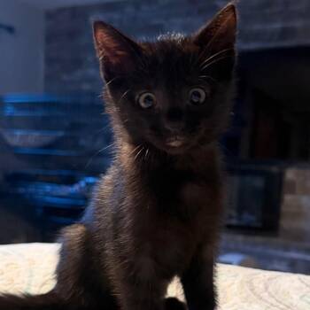 Cylinder -  Domestic Short Hair Cat for Adoption in Indianapolis, Indiana - Cylinder | PetCurious