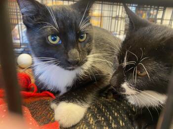Rescue Domestic Short Hair Cats for Adoption in Sonora, California - Lex | PetCurious