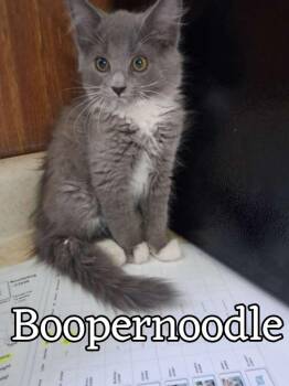 Domestic Short Hair Cats Available for Adoption in Hillsboro, Ohio - Boopernoodle | PetCurious
