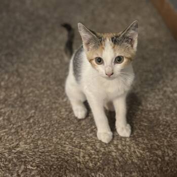 Rescue Domestic Short Hair Cats for Adoption in Wichita, Kansas - Pepper | PetCurious