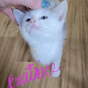 Beatrice -  Domestic Short Hair Cat for Adoption in New Tazewell, Tennessee - Beatrice | PetCurious