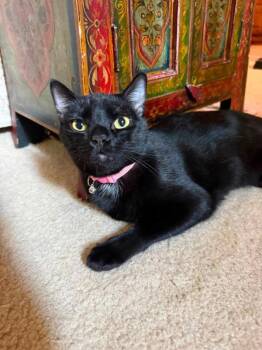 Equinox -  Bombay and Domestic Short Hair Cat for Adoption in Knoxville, Tennessee - Equinox | PetCurious