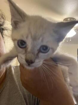 Leche -  Domestic Short Hair Cat for Adoption in Liverpool, Texas - Leche | PetCurious