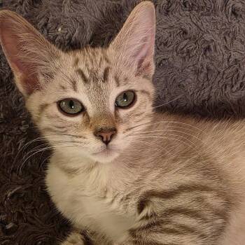 Puff -  Siamese and Domestic Short Hair Cat for Adoption in Sacramento, California - Puff | PetCurious