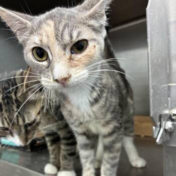 Dog the Bounty Hunter -  Domestic Short Hair Cat for Adoption in Carencro, Louisiana - Dog The Bounty Hunter | PetCurious