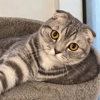 Gami -  Scottish Fold Cat for Adoption in Fresno, California - Gami | PetCurious