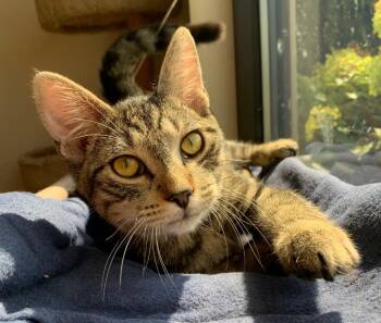 Tommy -  Domestic Short Hair Cat for Adoption in Fremont, Ohio - Tommy | PetCurious